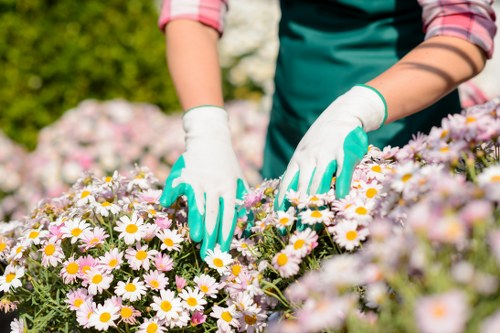 Professional gardener reviewing site conditions before completing outdoor work