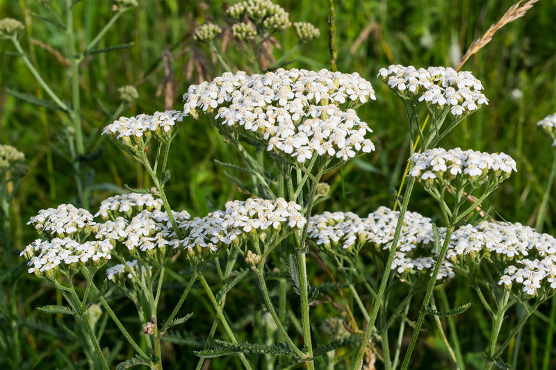 garden plants