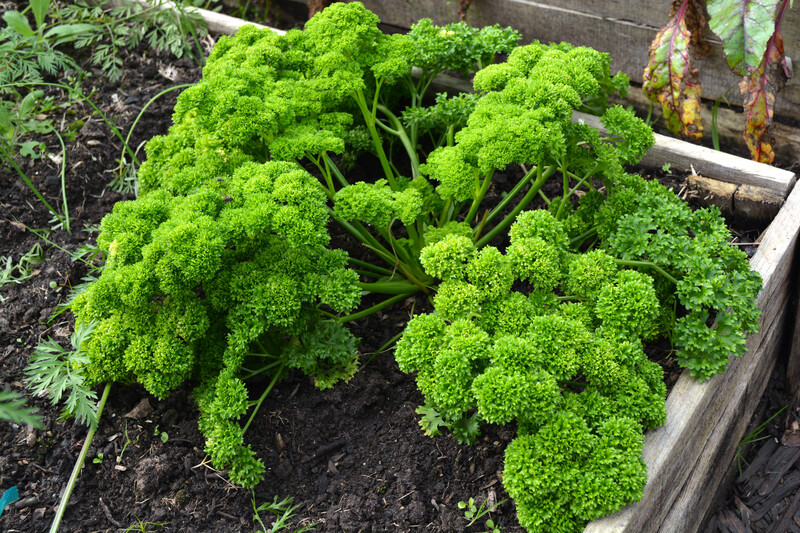 garden design Garden